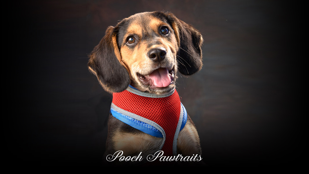 Contact Us Pooch Pawtraits