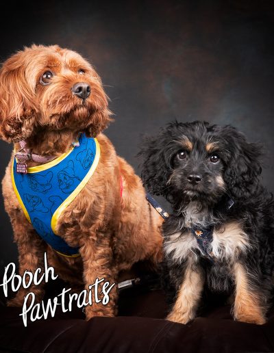 Dog Portraits At The Dog Barn Sunday 6th February 2022