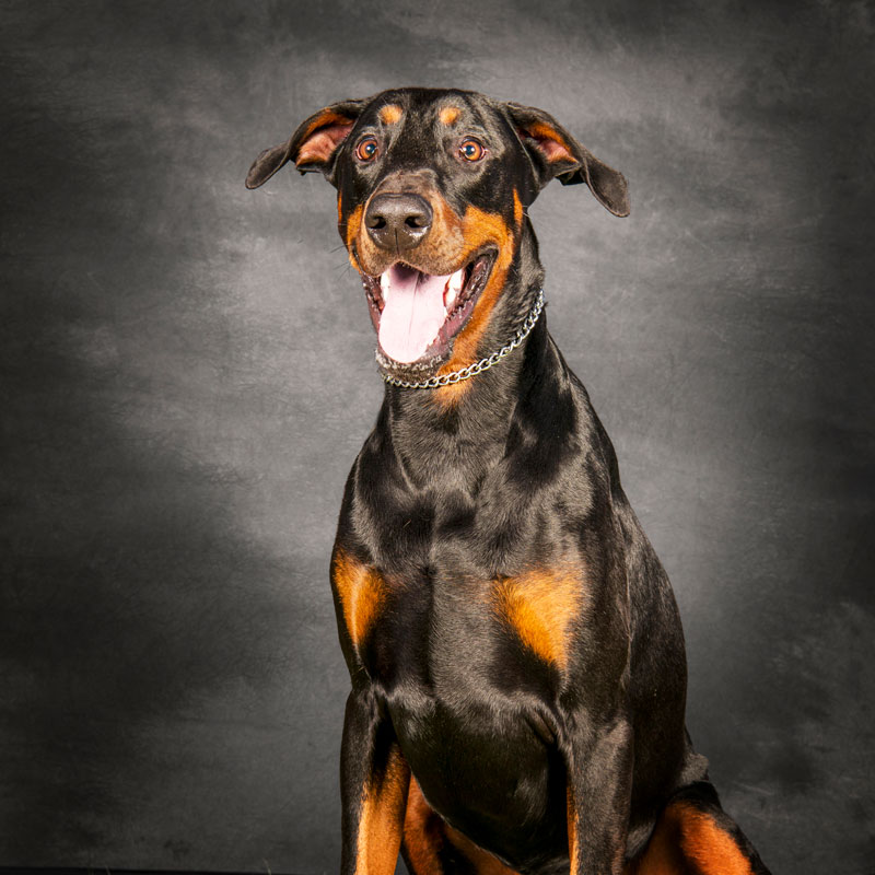 dog-portrait-1 Dog portrait