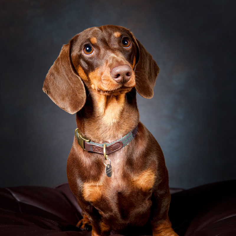 dog-portrait-3 Dog portrait